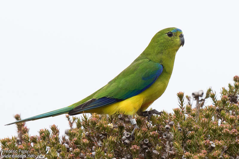 Orange-bellied Parrot male adult