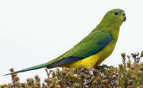 Orange-bellied Parrot