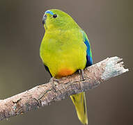 Orange-bellied Parrot