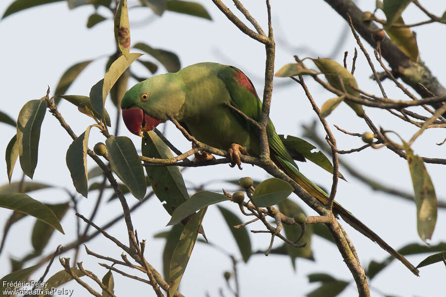 Alexandrine Parakeet female adult, close-up portrait