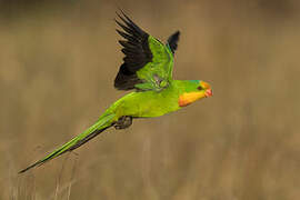 Superb Parrot