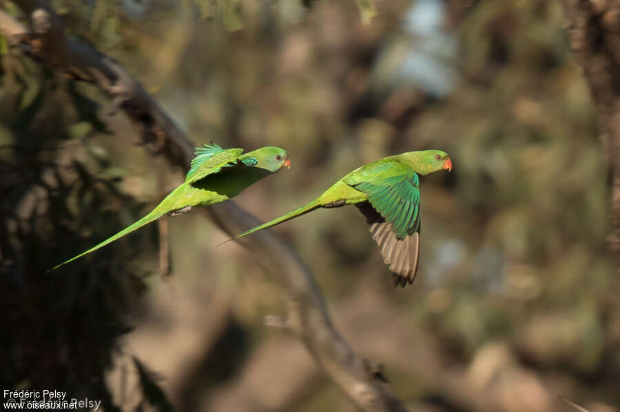 Superb Parrotadult, pigmentation, Flight