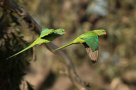 Superb Parrot