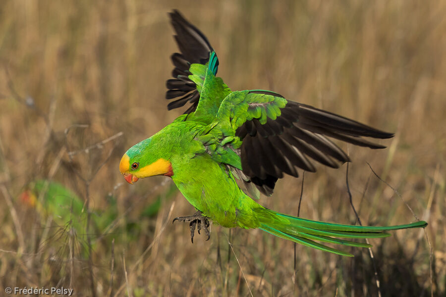 Superb Parrot male adult, Flight