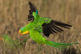 Superb Parrot