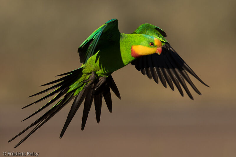 Superb Parrot male adult, Flight