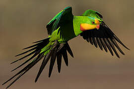 Superb Parrot