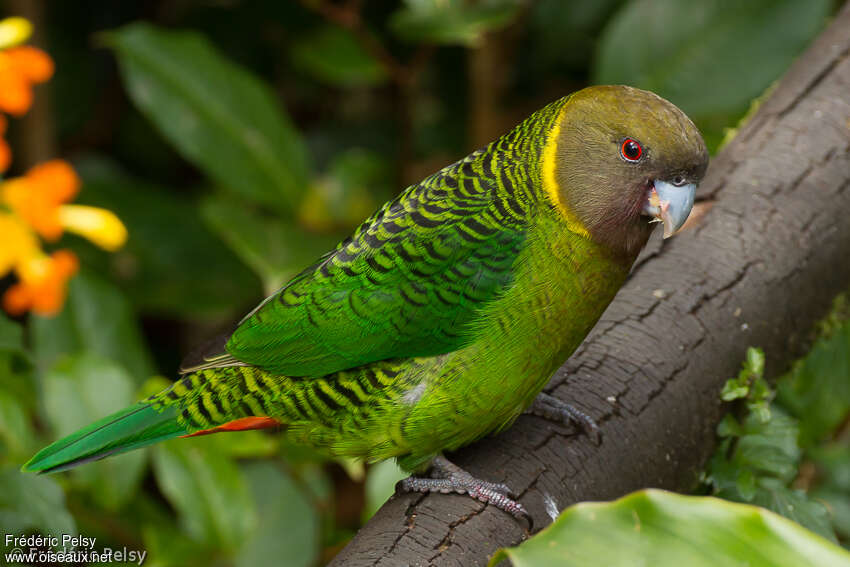 Brehm's Tiger Parrot male adult, identification