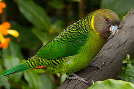 Brehm's Tiger Parrot