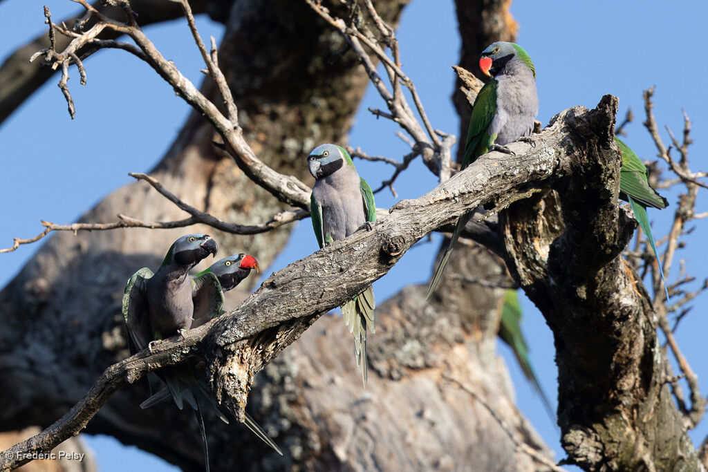 Lord Derby's Parakeet