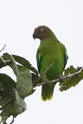 Red-cheeked Parrot