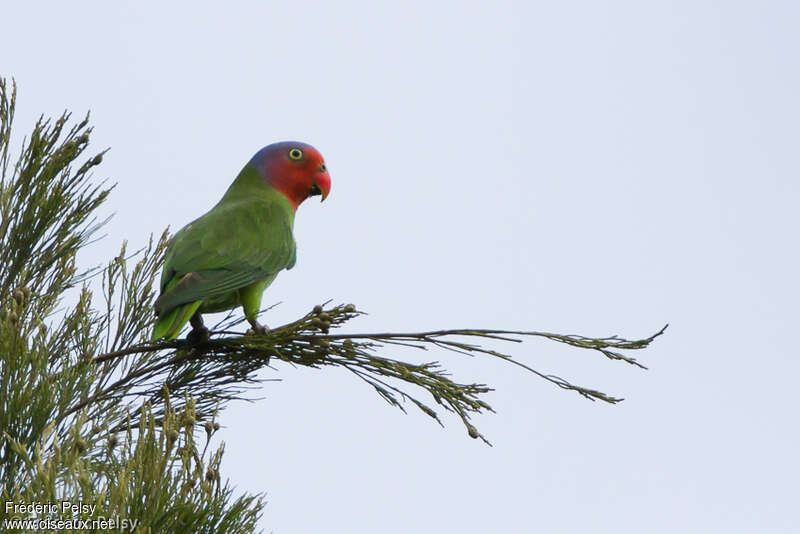 Red-cheeked Parrot - Geoffroyus geoffroyi