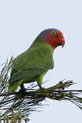 Red-cheeked Parrot