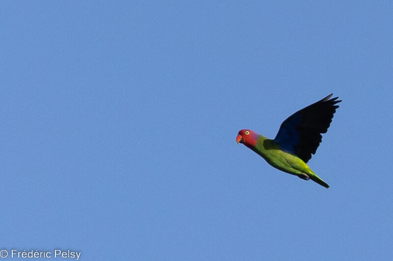 Red-cheeked Parrot male, Flight