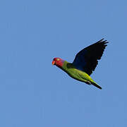 Red-cheeked Parrot