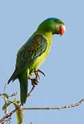 Blue-naped Parrot