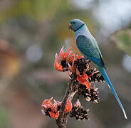 Blue-winged Parakeet