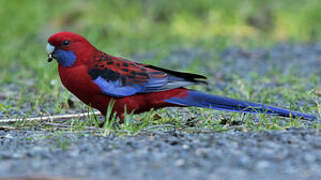 Crimson Rosella