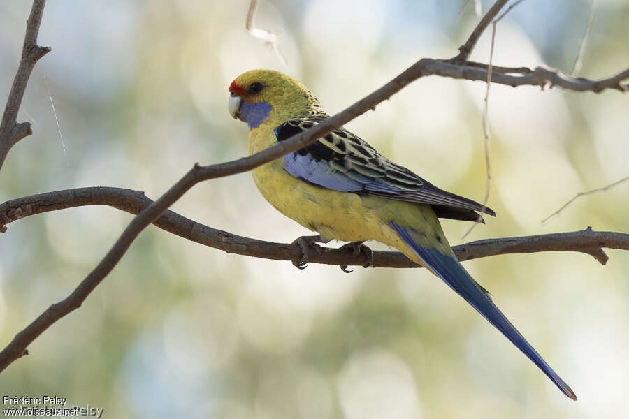 Perruche de Pennantadulte, identification