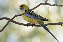 Crimson Rosella