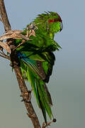 Red-crowned Parakeet