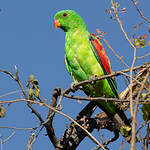 Perruche érythroptère