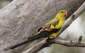 Regent Parrot