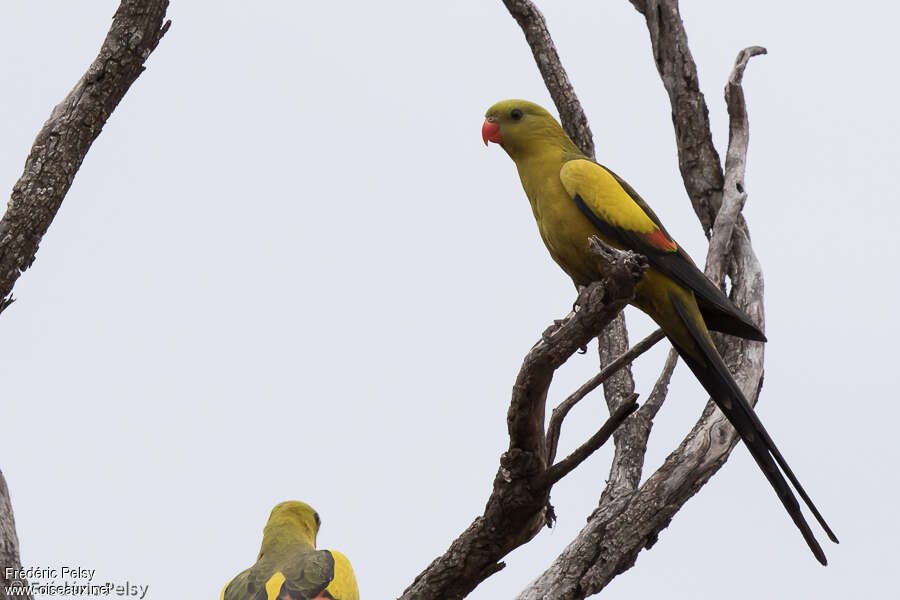 Regent Parrot male adult, pigmentation