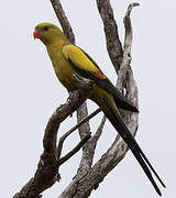 Regent Parrot