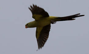 Regent Parrot