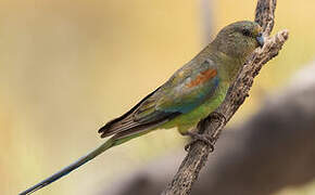 Mulga Parrot