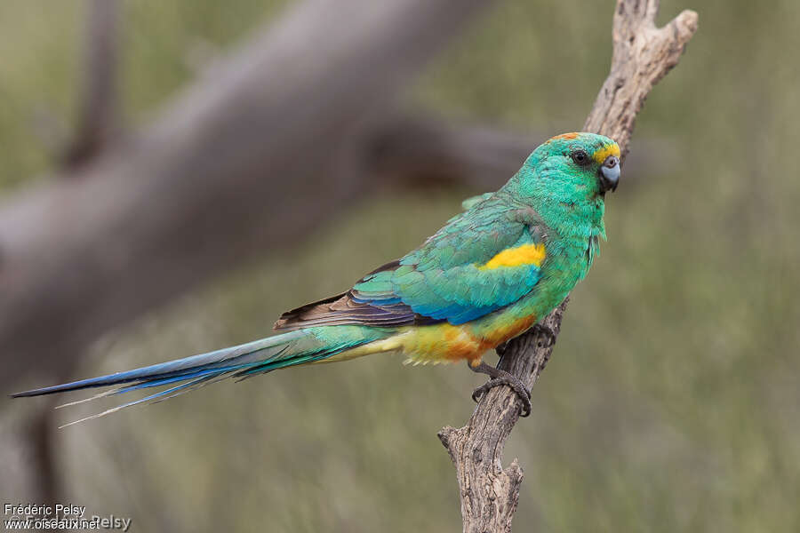 Mulga Parrot male adult, identification