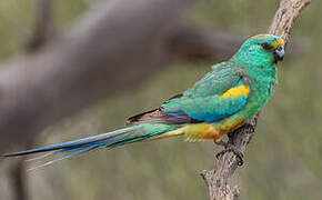 Mulga Parrot