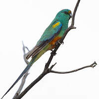 Perruche multicolore