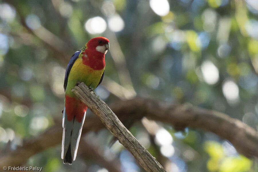 Eastern Rosella