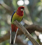 Eastern Rosella