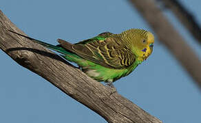 Budgerigar