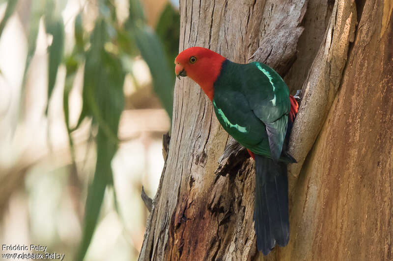 Australian King Parrot male adult, Reproduction-nesting