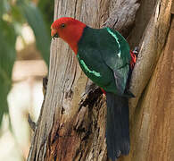 Australian King Parrot