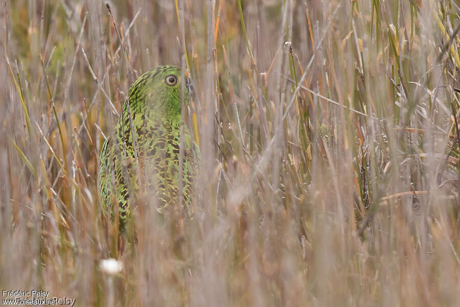 Eastern Ground Parrotadult