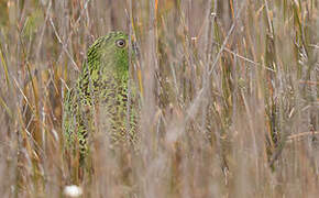 Ground Parrot