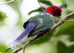 Moluccan King Parrot