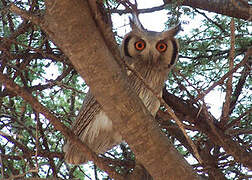 Northern White-faced Owl