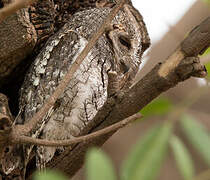 African Scops Owl