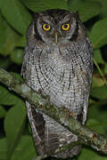 Tropical Screech Owl