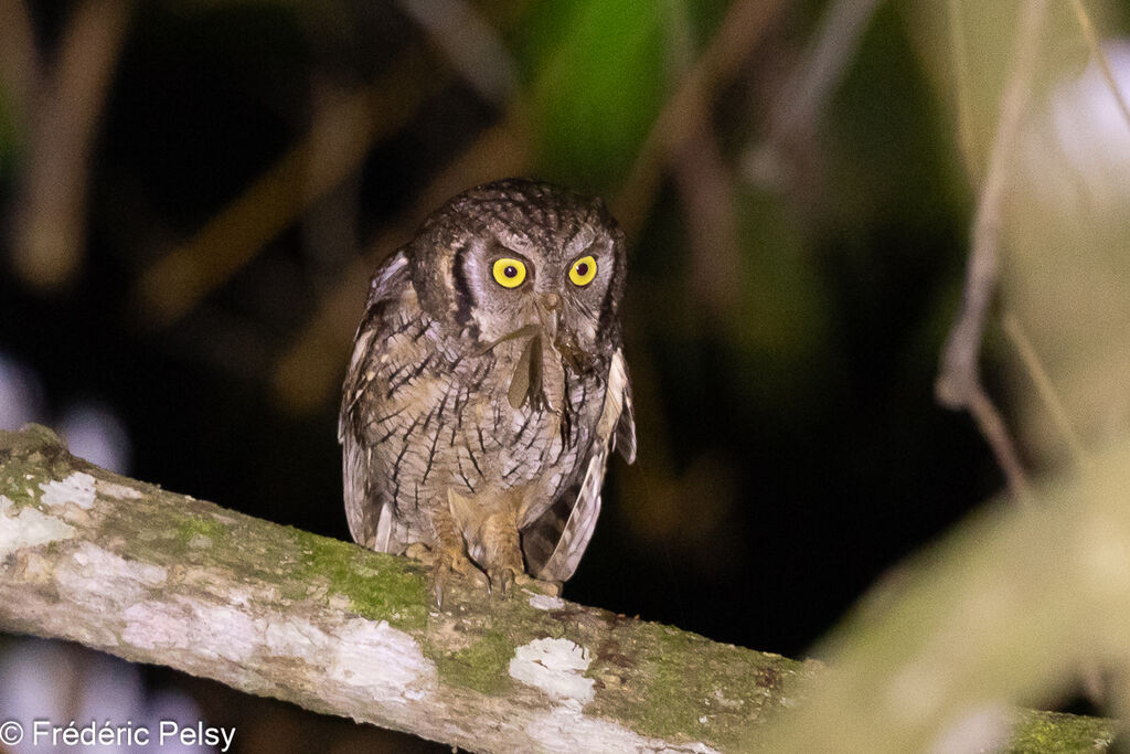 Tropical Screech Owl