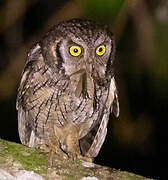 Tropical Screech Owl