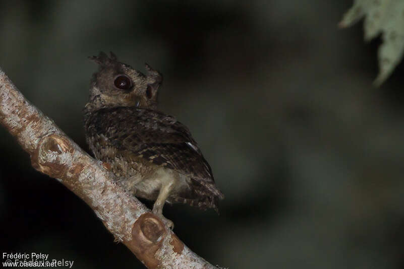 Everett's Scops Owladult