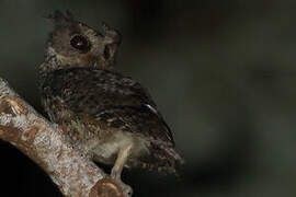 Everett's Scops Owl