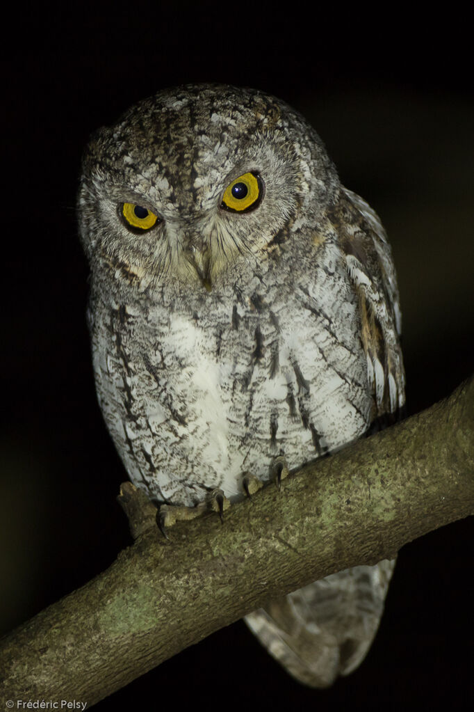 Oriental Scops Owladult, identification